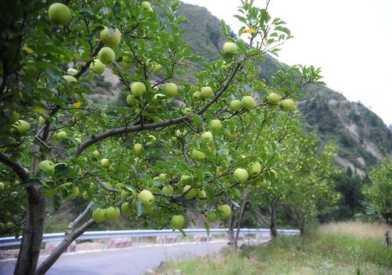 青苹果树果园图片