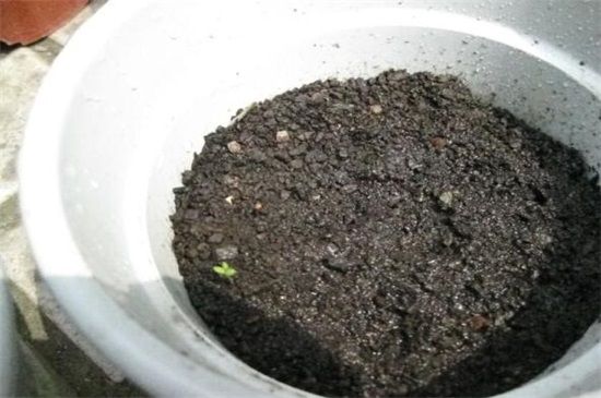 含羞草怎么种，三个步骤即可播种完成(附养护要