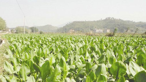 泽泻田间管理