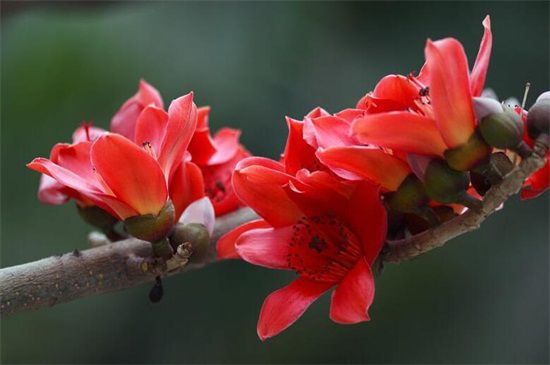 木棉的寓意：珍惜眼下/英雄