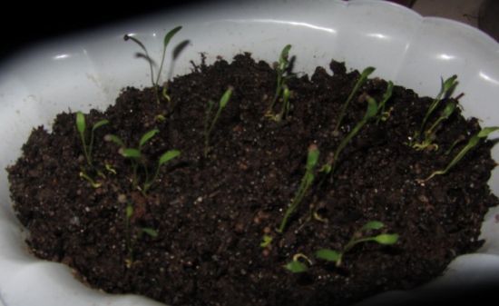 铜钱草种子发芽 铜钱草种子发芽