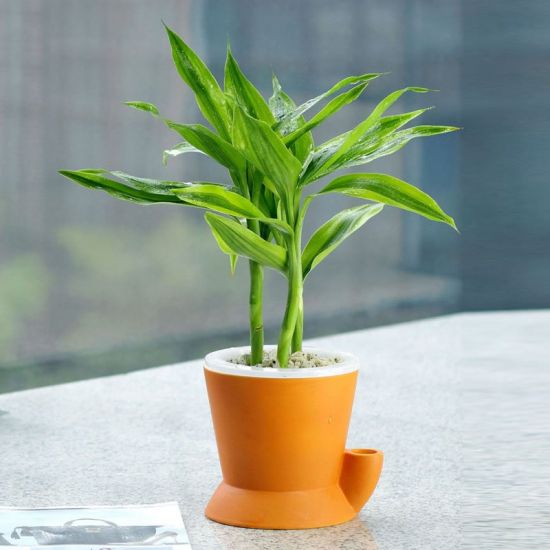 节节高图片 节节高图片