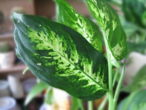 花叶万年青叶子欣赏图 花叶万年青叶子欣赏图