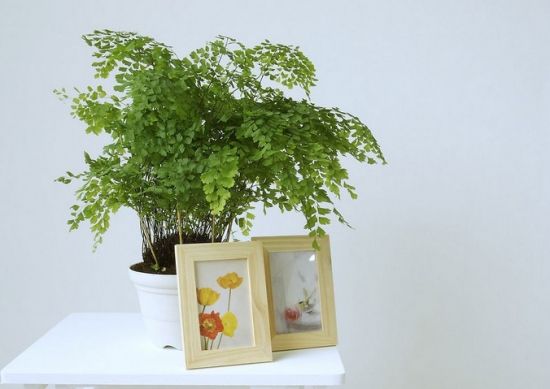 家庭中怎样摆设观赏蕨类