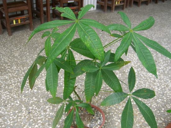 马拉巴栗为什么又叫发财树？它有什么特点