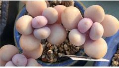 桃之卵叶片发皱长不肥的处理方法
