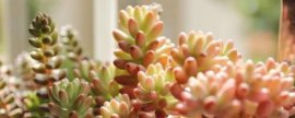 多肉植物施什么肥容易爆盆(怎么养多肉才又矮又