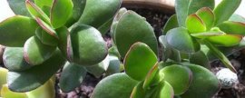 天狗之舞叶子出现黑点怎么办(植物叶子上长满小黑点)