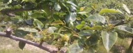 梨子树病虫害的种类及防治方法(梨树病虫害图谱