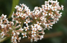 密蒙花的功效与作用(密蒙花治眼方)