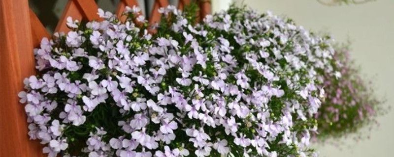 满天星苗又细又高怎么办