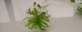 黑藻是什么植物？黑藻图片
