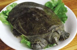甲鱼怎么杀和如何选购(在家里如何杀甲鱼)
