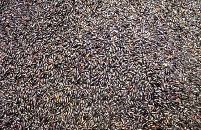 黑米吃多了会怎么样