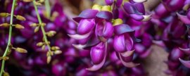 禾雀花有什么寓意(禾雀花的花语和传说)