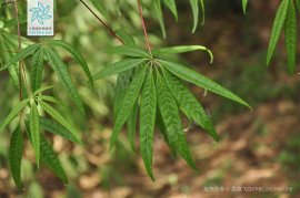 五小叶槭：国家二级保护植物