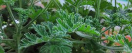 驱蚊草的种植和扦插方法(驱蚊草怎么扦插)