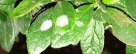 叶子上长白色的霉斑怎么治(植物叶子上有白斑怎么治)