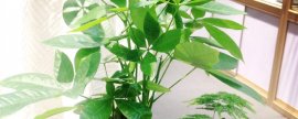 自制发财树生根水(发财树生根方法)
