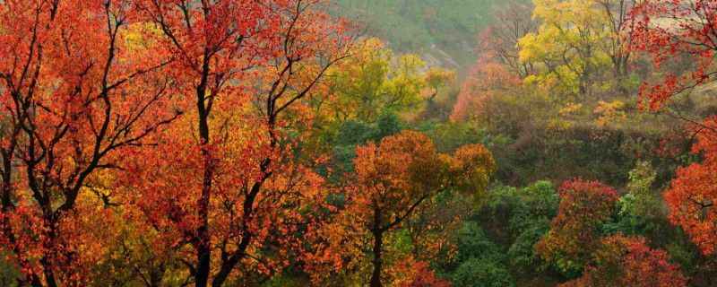 乌桕的种植方法和养护技巧