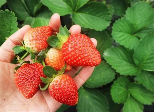 摘草莓的季节