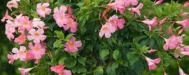 万里飘香藤的养殖方法(飘香藤有什么风水讲究)