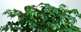 幸福树夏天养殖方法和注意事项(最耐阴的十大室内植物)