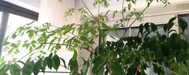 幸福树的养殖方法和注意事项修剪(幸福树用啤酒