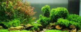 草缸怎么养(初学者怎么养草缸)