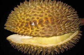 榴莲怎么吃最好？(榴莲食用)