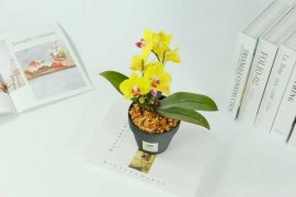 蝴蝶兰的功效与作用