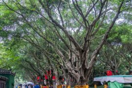 榕树黄叶掉叶怎么办