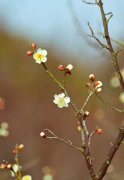 梅花叶子发黄脱落，梅花叶子掉光了还能活吗