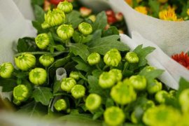 四季菊花怎么养