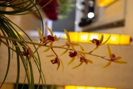 名贵兰花品种有哪些？十种名贵品种兰花图片