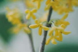 桂花的花语和文化象征