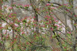 海棠花叶子干枯怎么办