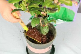 茶花树叶子都蔫了咋办