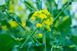 油菜花什么时候种