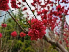 多肉植物碧桃怎么养
