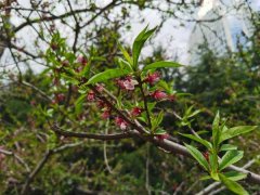 桃花修剪什么时间最好，桃花可以重剪吗