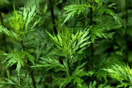 门口的艾草别丢，驱蚊子煮鸡蛋…原来好处这么