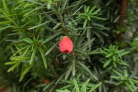 红豆杉叶子发黄怎么办
