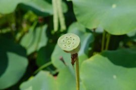 水荷花的养殖方法