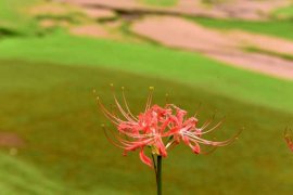 彼岸花的花语