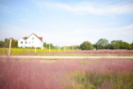 粉黛乱子草播种时间