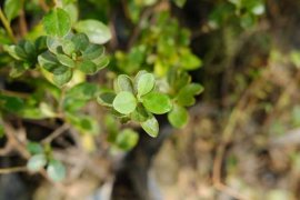 杜鹃花冬天掉叶子怎么办