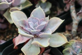 盆栽紫珍珠多肉的养殖方法和注意事项