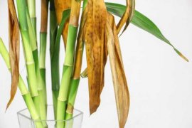 阿司匹林养富贵竹怎么用