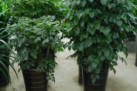 绿宝树叶子下垂怎么办